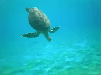 Green Sea Turtle