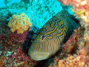 Giant Hawkfish