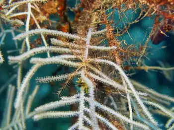 Northwest Feather Star