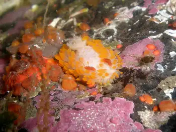 Cockerell's Nudibranch