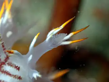 Multicolor Dendronotid