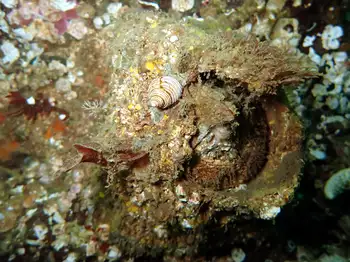 Dogwinkle Snail