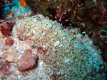 atra sea cucumber