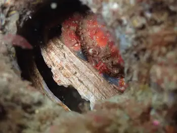Pygmy Rock Crab
