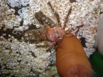 Sharp Nosed Crab