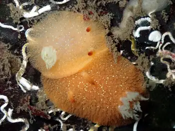 Sandalwood Nudibranchs