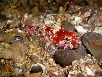 Smoothhead Sculpin