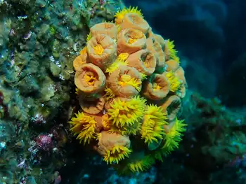Tubastraea coccinea Coral