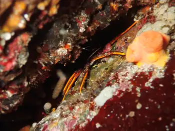 Crab