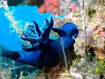 Gloomy Nudibranch