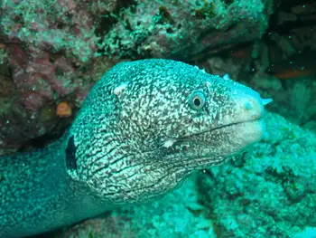 blackspot moray eel