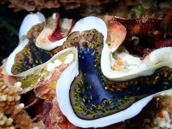 Fluted Giant Clam
