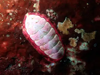 Chiton