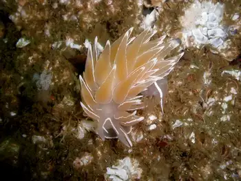 Alabaster Nudibranch