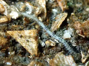 notched brittle star