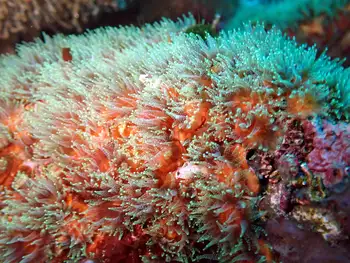 Anemones