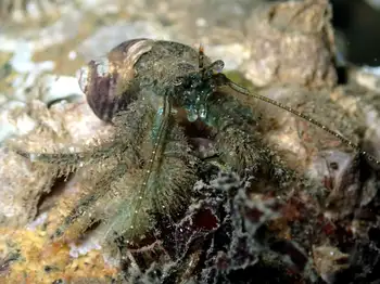 Hermit Crab