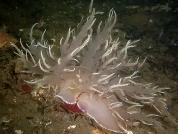 Giant Nudibranch