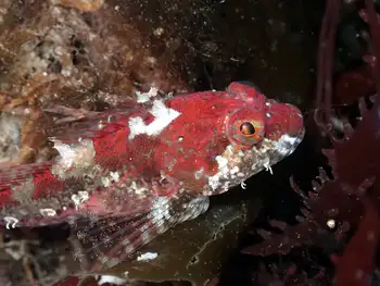 scalyhead sculpin