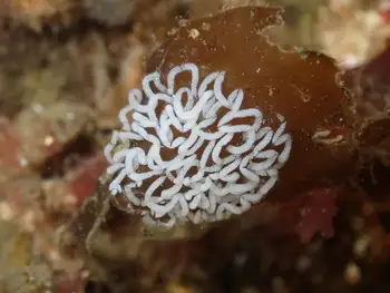 Eggs Nudibranch