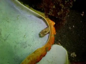 Crab