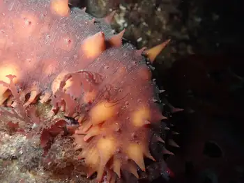 California Sea Cucumber