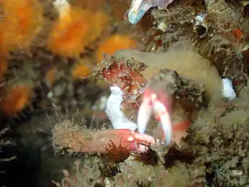 Moss Crab