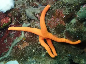 Blood Star
