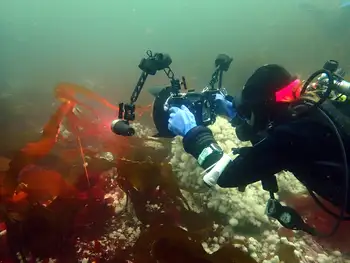 Bull Kelp