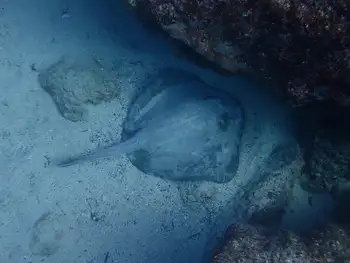Stingray