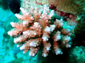 Coral