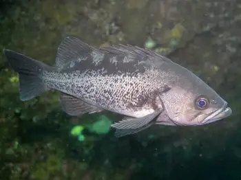 Black Rockfish