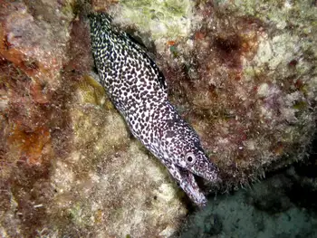 Spotted Moray Eel