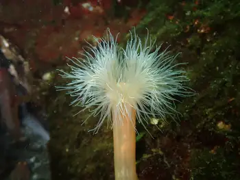 Metridium Anemone