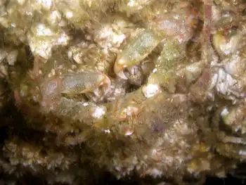 Graceful Decorator Crab