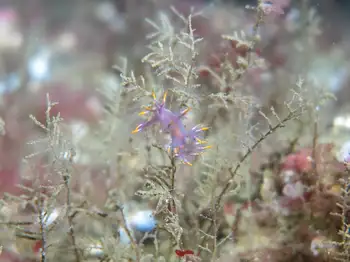 Multicolor Dendronotid