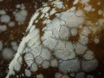 Kelp Lace Bryozoan