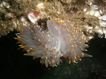 bicolor nudibranch