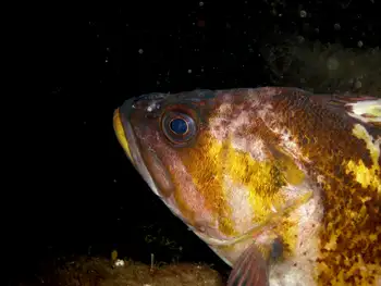 Copper Rockfish