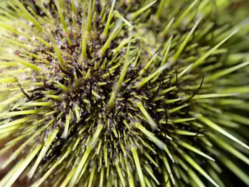 green sea urchin