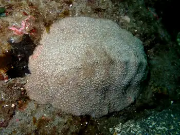 Gumboot Chiton
