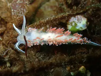 Red Gilled Nudibranch