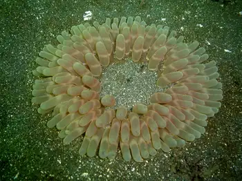 Stubby Rose Anemone
