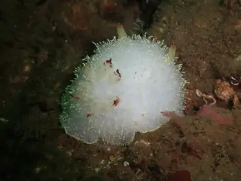 Nanaimo Nudibranch