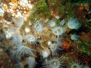 Orange Zoanthids