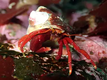 Maroon Hermit Crab