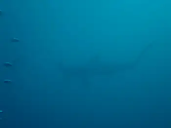 Hammerhead Shark