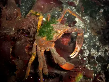 Northern Kelp Crab