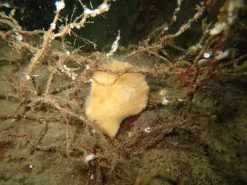 Smooth Pink Scallop