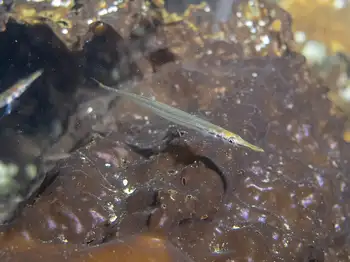 Tubesnout Fish
